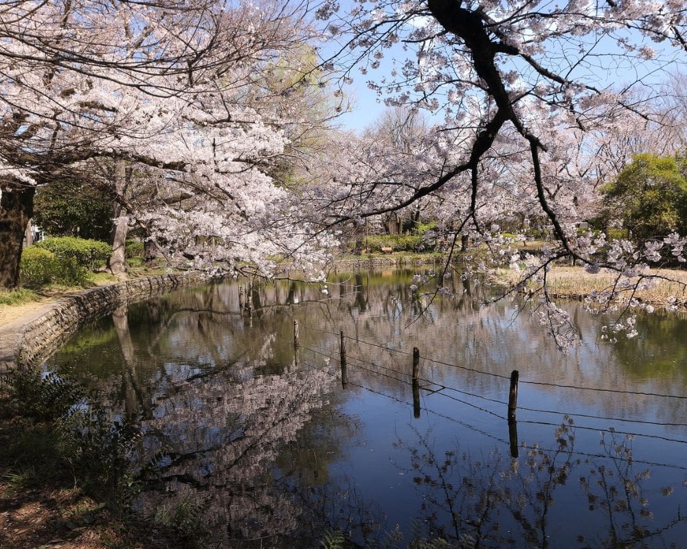 tokyo cherry blossom